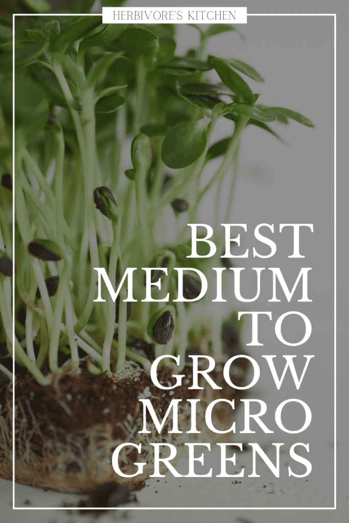 How to Grow Microgreens at Home: Best Medium for Growing Microgreens