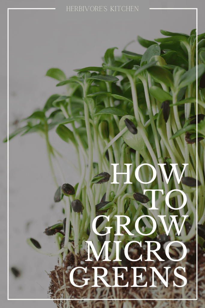 How to Grow Microgreens at Home  Growing Microgreens: An Easy, Satisfying Way to Explore Gardening