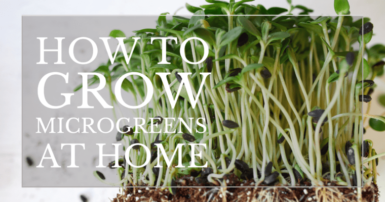 How to Grow Microgreens at Home￼